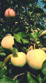 Close-up of apple growing on tree