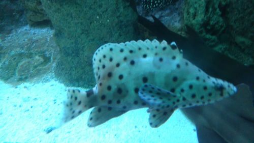 Close-up of fish underwater