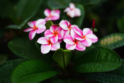 Close-up of pink flowers blooming outdoors