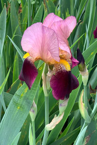 Close-up of purple flowering plant