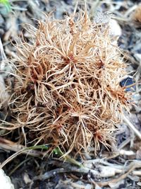 Close-up of dry plant