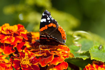 Close-up of butterfly pollinating on flower