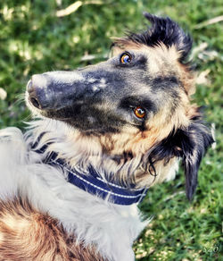 Close-up portrait of dog on field