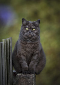 Portrait of a cat looking away