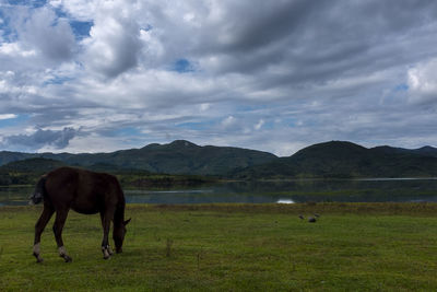Horse grazing in a field by side of the lake