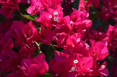 Close-up of pink flower