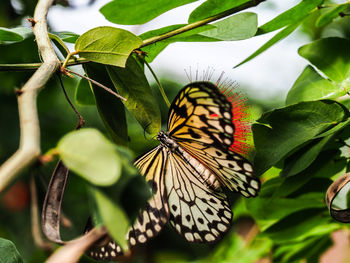 Close-up of butterfly perching on plant