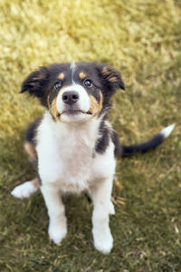 Portrait of dog