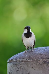 Close-up of bird perching outdoors