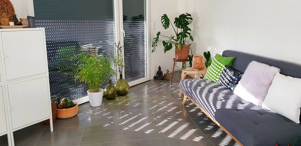 Potted plants on table at home