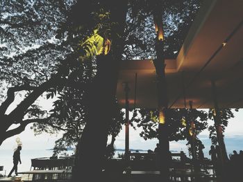 Low angle view of tree against sky