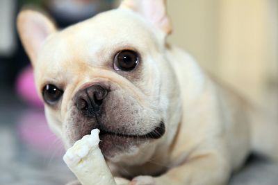 Close-up portrait of dog