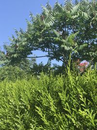 Low angle view of trees against sky