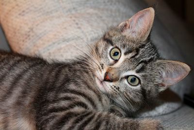 High angle portrait of cat relaxing on bed