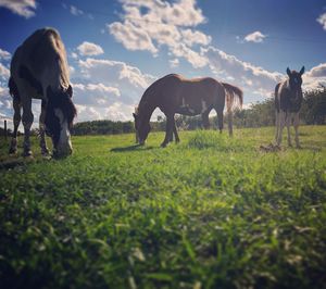 Horses grazing in a field