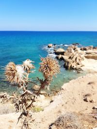 Close-up of plants against sea