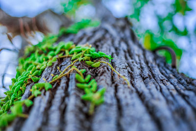 Close-up of moss on tree trunk