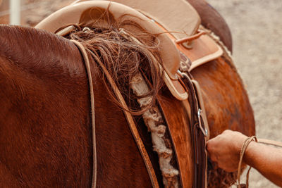 Midsection of woman with horse