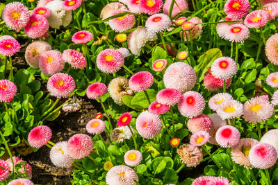 High angle view of pink flowering plants