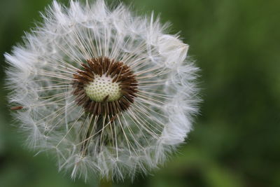 Close-up of dandelion against blurred background