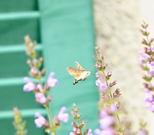 Close-up of butterfly pollinating on purple flower