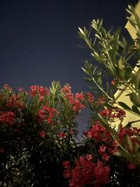 Close-up of red flowering plant