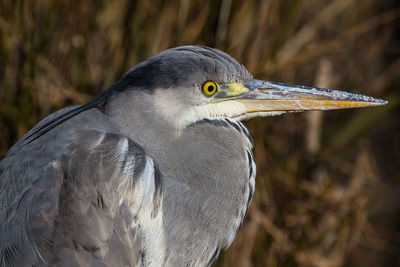 Close-up of a bird