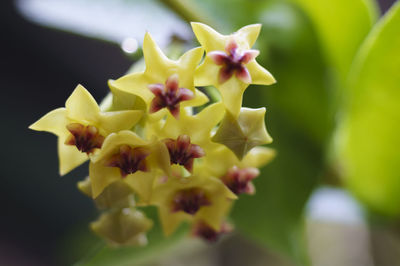 Close-up of yellow flowers blooming outdoors