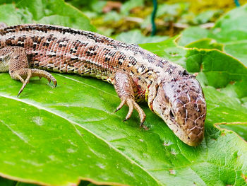 Close-up of insect on leaf