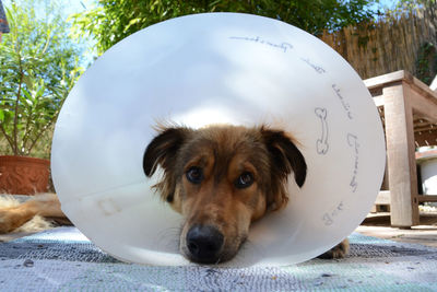 Close-up of dog wearing protective collar while resting outdoors