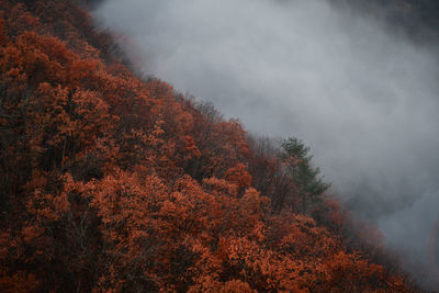 Close-up of tree in forest during autumn