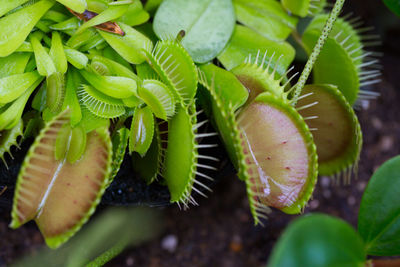 Close-up of succulent plant