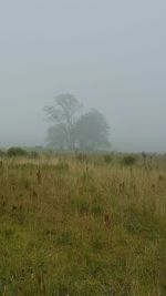 Scenic view of grassy field against sky