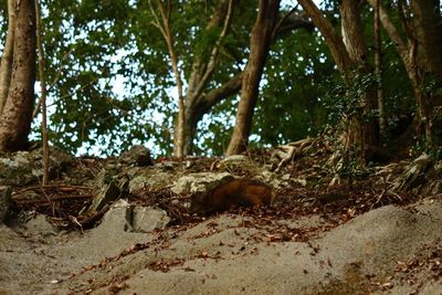 Lizard on tree