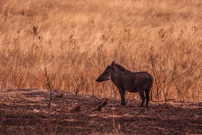 Warthog in field 