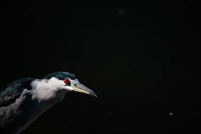 Close-up of bird against black background