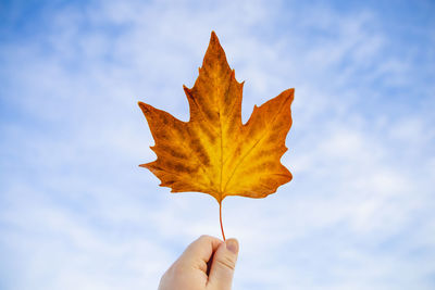 Cropped hand holding maple leaf against sky