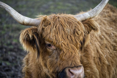Closeup of head of highland bull