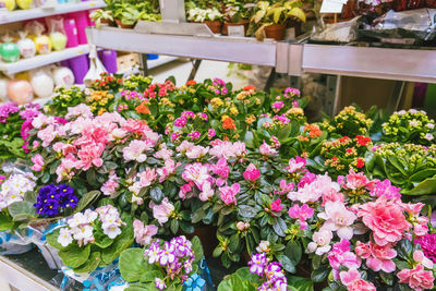 View of flowering plants at store