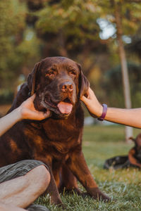 Cropped image of male friends petting dog at park during sunset