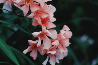 Close-up of pink flowering plants