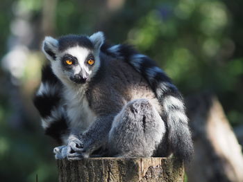 Close-up of ring-tailed lemur sitting on wood