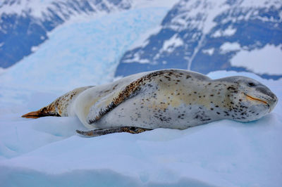 Close-up of crab on snow