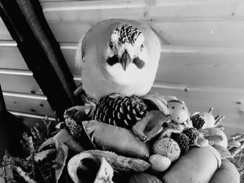 Close-up of birds in container