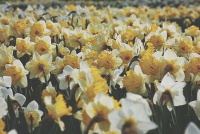 Full frame of yellow flowers blooming in field