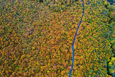 High angle view of flowering plants on field