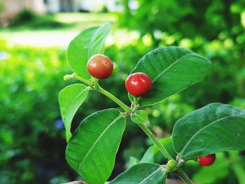 Close-up of red berries growing on plant