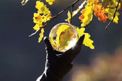 Close-up of hand holding autumn leaves against sky