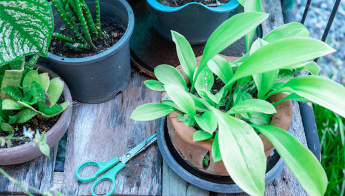 green