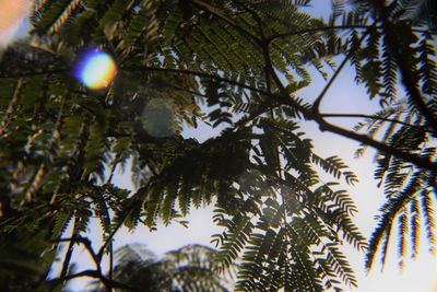 Low angle view of trees against sky